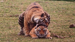 Image-4