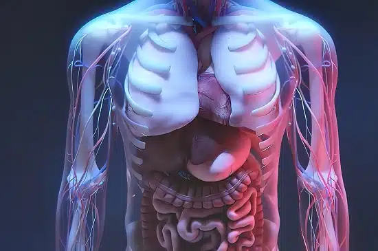 Anatomy