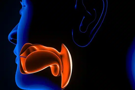 Otorhinolaryngology (E.N.T.)