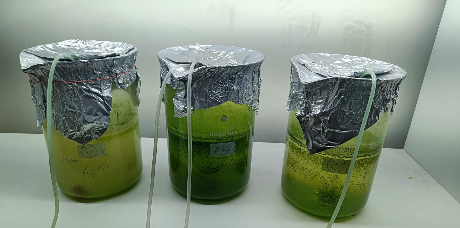Algal Culture Technology Lab at SBS
