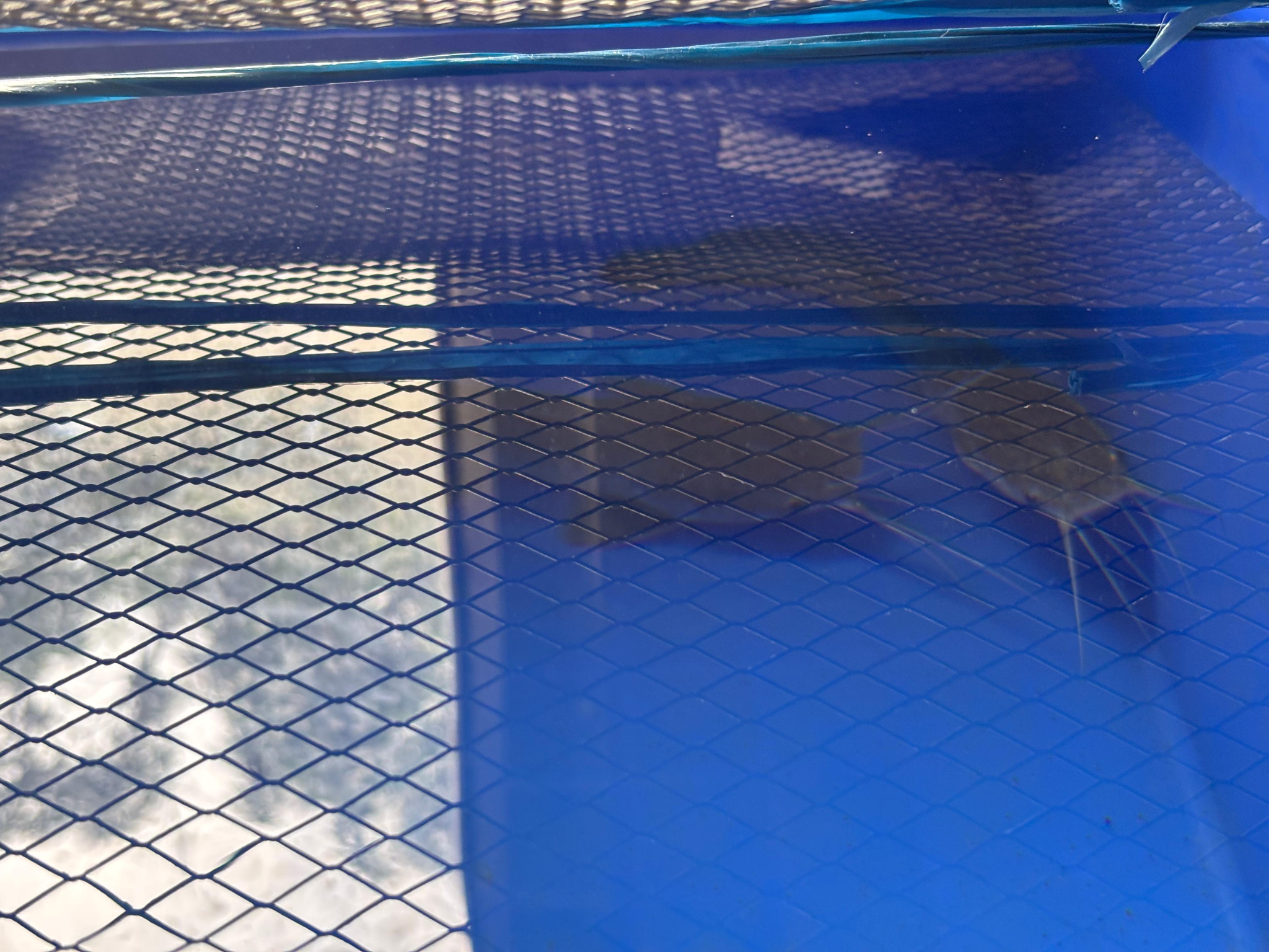 Aquatic Toxicology Lab at School of Biosciences (SRHU)